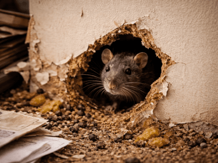 Rat emerging from a chewed hole in a damaged apartment wall, illustrating rodent infestation and structural contamination risks in multi-unit housing.